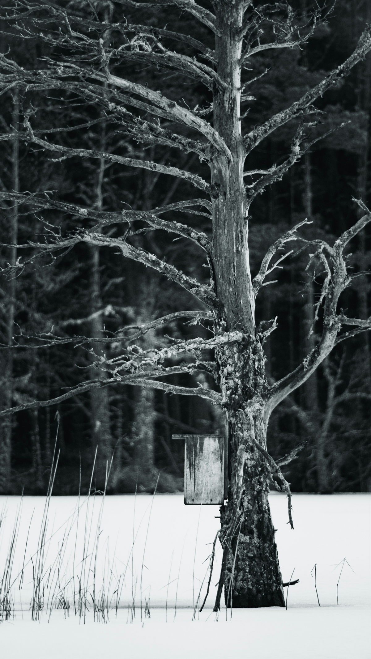 Made by the maple tree